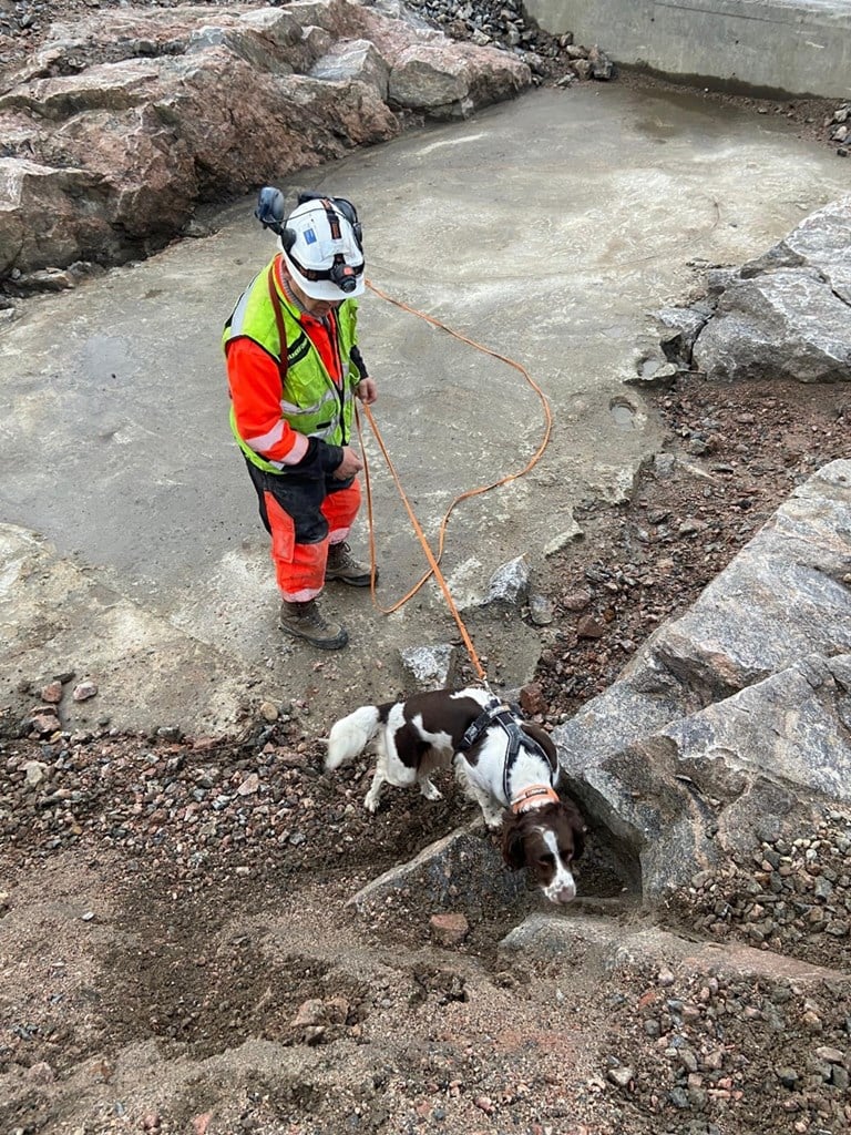 Hunden sjekker om det ligger igjen rester av sprengstoff fra tidligere arbeider