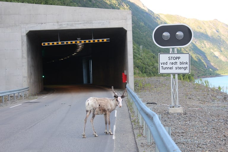 Bilde av reinsdyr utenfor tunnel.