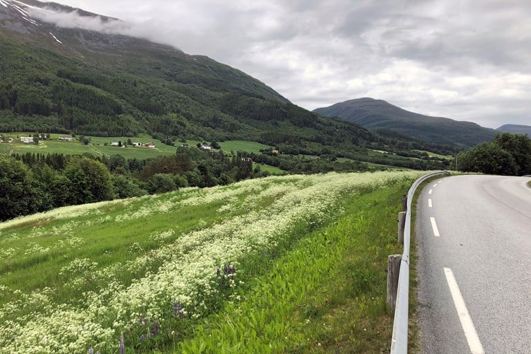 Motiv fra Batnfjord, med veien i front og jordbruksland og gårder i bakgrunnen.