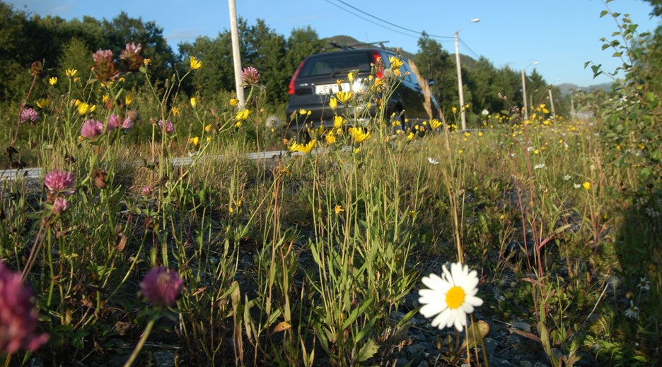 Blomstrende vegkanter